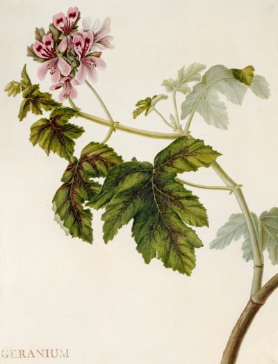Geranium (wc på vellum) af English School