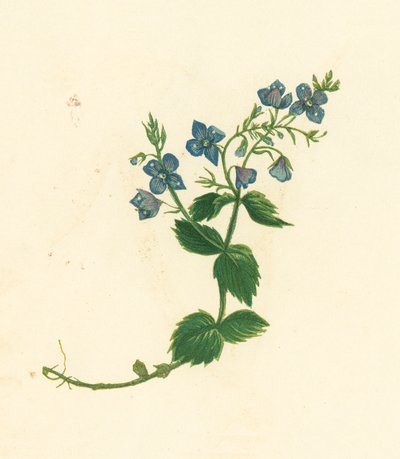 Germander Speedwell, Veronica Chamaedrys (farvelitografi) af English School
