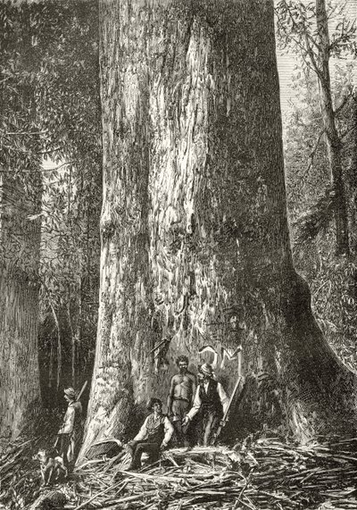 Giant Gum Tree, ca. 1880, fra "Australian Pictures" af Howard Willoughby, udgivet af Religious Tract Society, London, 1886 af English School