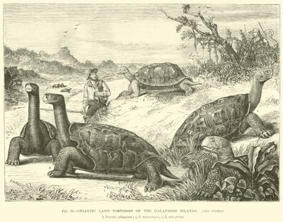 Gigantic Land Tortoises of the Galapagos Islands  af English School