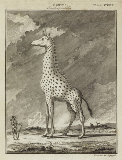 Giraf (Cervus camelopardalis) af English School