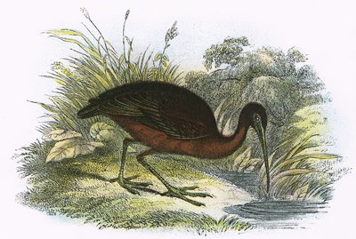 Blank Ibis af English School