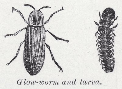 Glødeorm og larve (litho) af English School