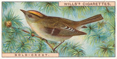 Guld-Crest af English School