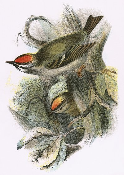 Goldcrest (nederst) og Firecrest (øverst) af English School