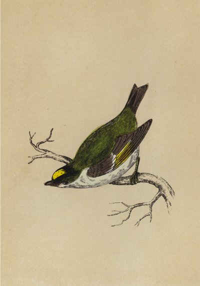 Golden-Crested Wren (farvelitografi) af English School