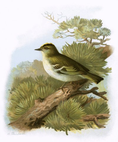 Gylden-crested Wren af English School