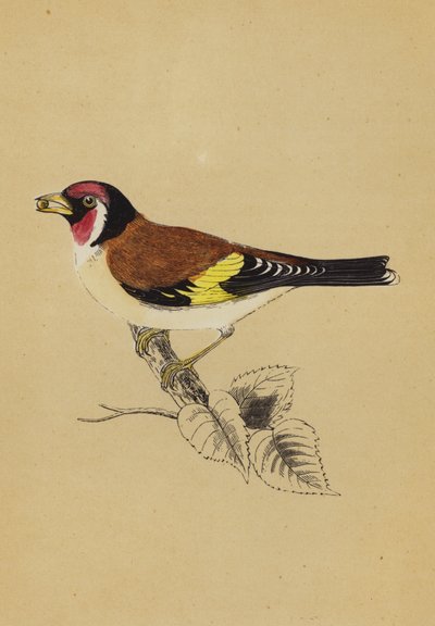 Guldfinke (farve litho) af English School