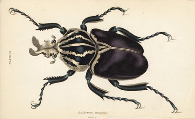 Goliatbille, Goliathus goliatus (Goliathus magnus) af English School