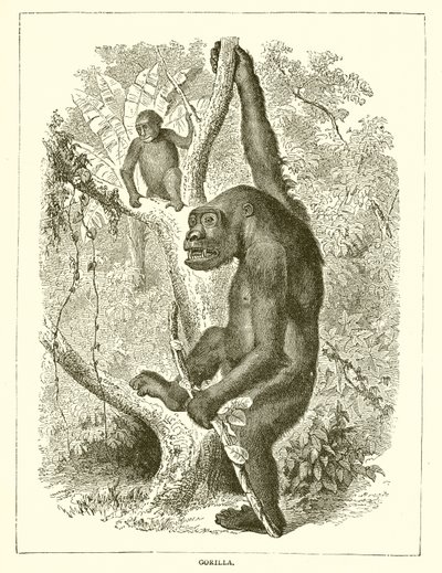 Gorilla af English School