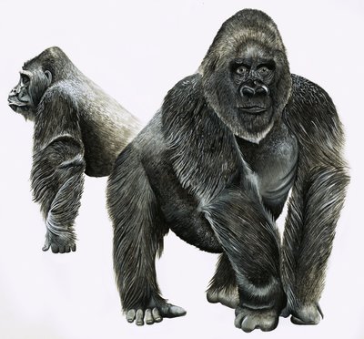 Gorillaer af English School