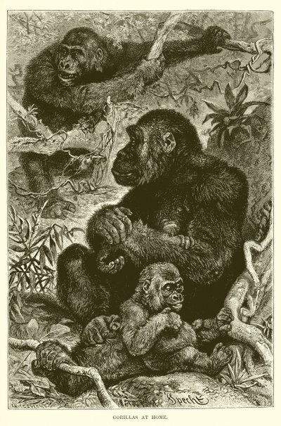 Gorillaer derhjemme af English School