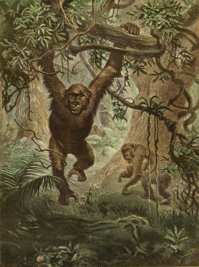 Gorillaer derhjemme af English School