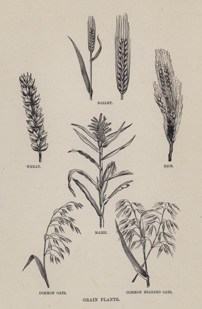 Kornplanter (litho) af English School