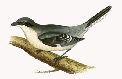 Great Grey Shrike, illustration fra 