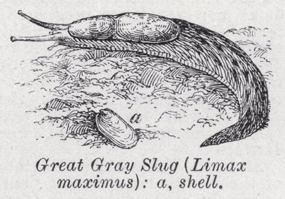 Stor grå snegl, Limax maximus (litho) af English School