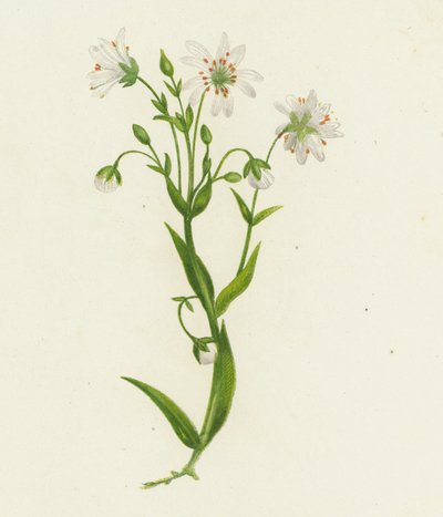 Stor fladstjerne, Stellaria Holostea (farvelitografi) af English School