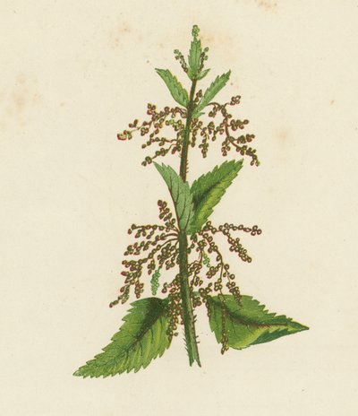 Grøn brændenælde, Urtica Dioica (farvelitografi) af English School