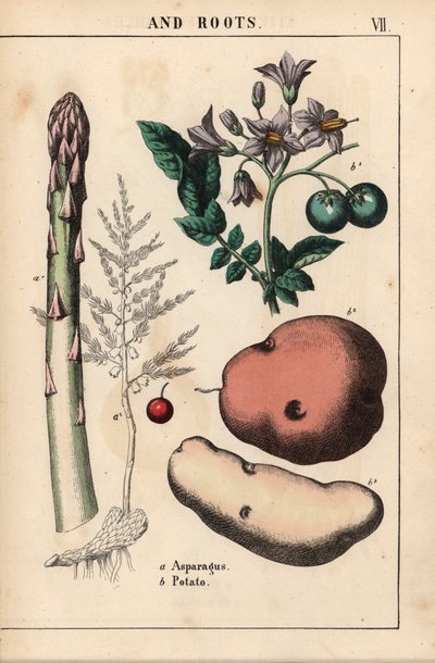 Grønne asparges og kartofler   , fra "The Instructive Picturebook, or Lessons from the Vegetable World," [Charlotte Mary Yonge], Edinburgh af English School
