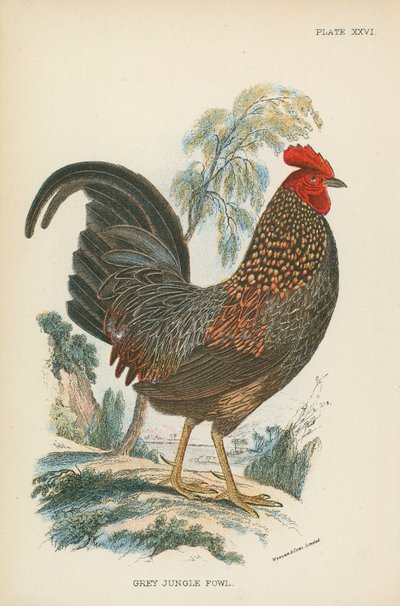 Grå Jungle Fowl af English School