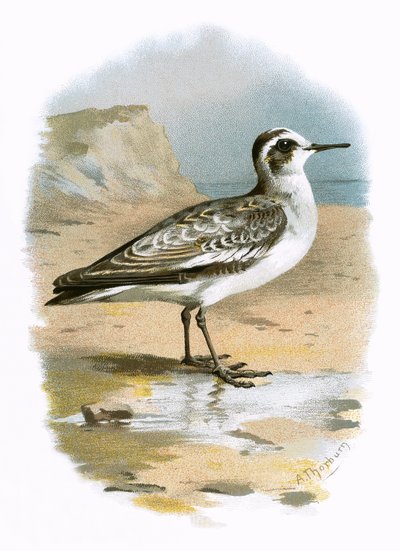 Grå Phalarope af English School