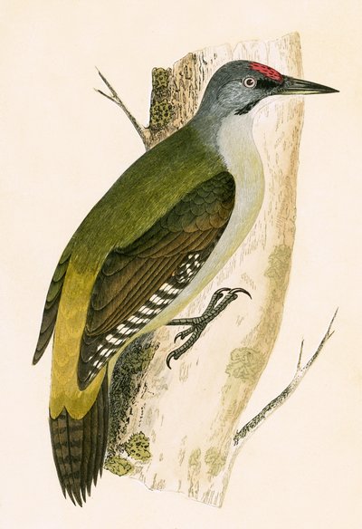Grey Woodpecker, illustration fra 