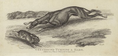 Greyhound, der vender en hare af English School