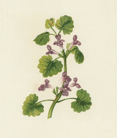 Vedbend, Glechoma Hederacea (farvelitografi) af English School
