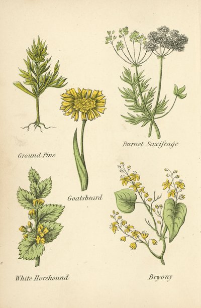 Ground Pine, Burnet Saxifrage, Gedeskæg, White Horehound, Bryony af English School