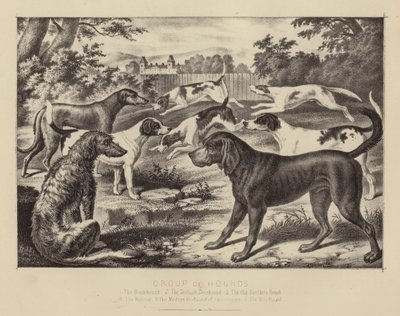 Gruppe af hunde (farve litho) af English School
