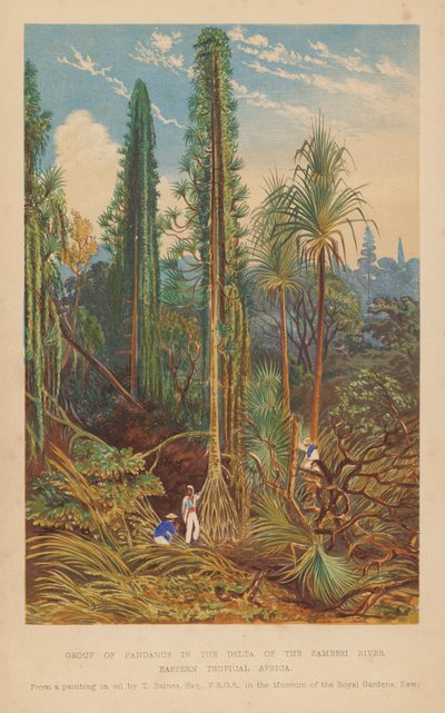 Gruppe af Pandanus i Zambesi-flodens delta, det østlige tropiske Afrika (farvelitografi) af English School