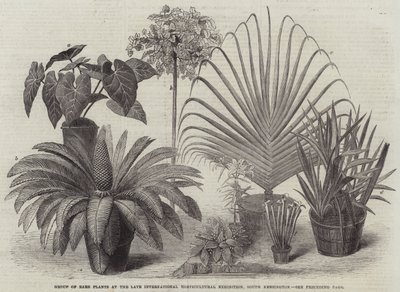 Gruppe af sjældne planter på Late International Horticultural Exhibition, South Kensington (gravering) af English School
