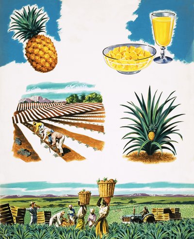 Dyrkning af ananas af English School