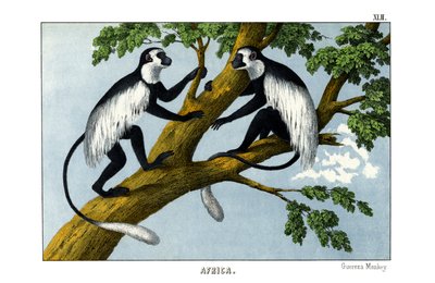 Monkey Guereza af English School