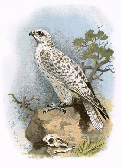 Gyr-Falcon af English School