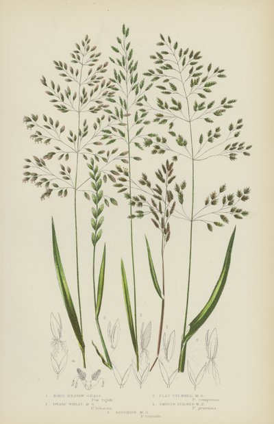 Hårdt enggræs, dværghvede enggræs, fladstilket enggræs, glat stilket eng (farve litho) af English School