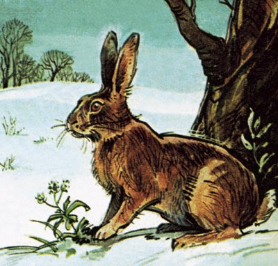 Hare af English School