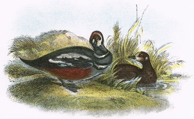 Harlekinand af English School