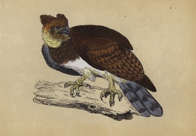 Harpy Eagle (farve litho) af English School