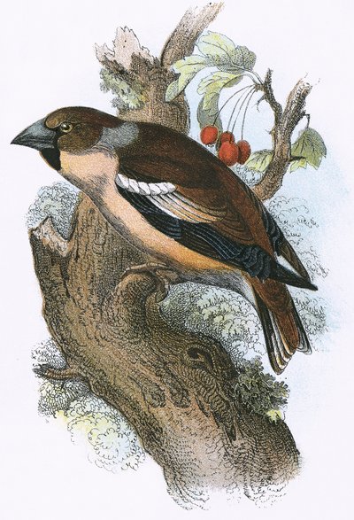 Høgefinke af English School