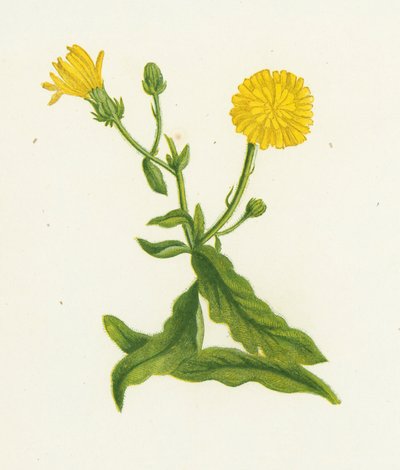 Høgeurt Picris, Picris Hieracioides af English School