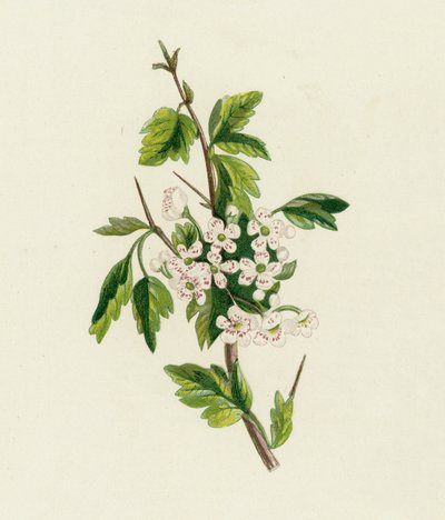 Hvidtjørn, Crataegus Oxyacantha af English School