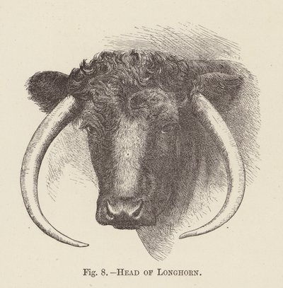 Hoved af langhorn (gravering) af English School