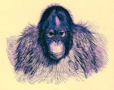 Head of orang, illustration fra The Royal Natural History, udgivet 1896 (digitalt forbedret billede) af English School