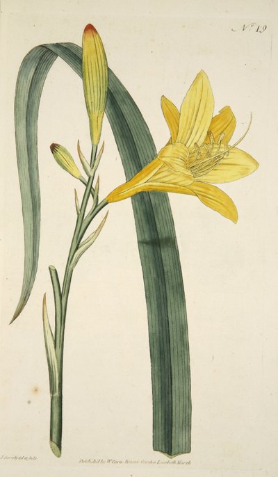 Hemerocallis Flava (Yellow Day Lily) fra The Botanical Magzaine eller Flower Garden Displayed, pub. 1796 (håndfarvet gravering) af English School