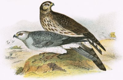 Hen Harrier af English School