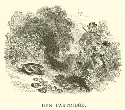 Rebhuhn-Henne (Gravur) von English School