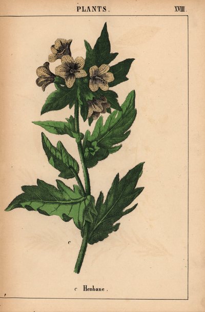 Henbane   , fra "The Instructive Picturebook, or Lessons from the Vegetable World," [Charlotte Mary Yonge], Edinburgh af English School