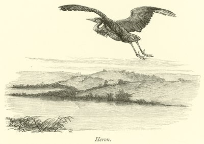 Heron  af English School