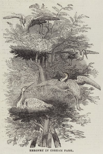 Heronry i Cobham Park (gravering) af English School